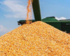 Custeio da safra de milho em Mato Grosso tem leve queda